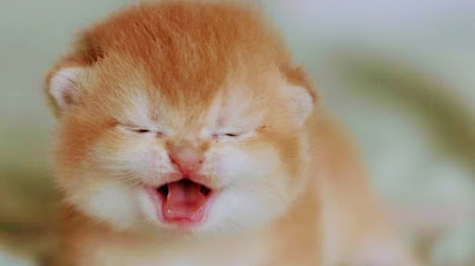 Meow and Me Cat Grooming Service