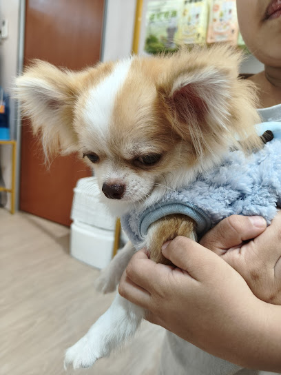 Furfather Pets Malaysia & Singapore - Pet For Sale