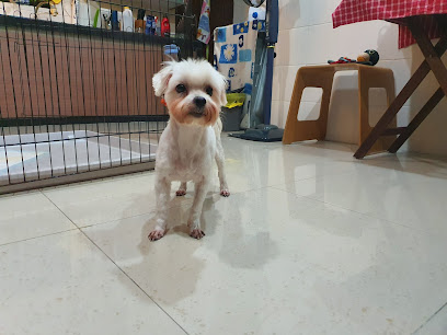 Pets Me Services