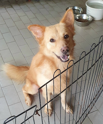 Grooming Tails Pet Salon & Mart