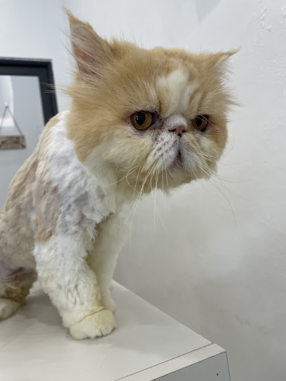 Catzonia USJ