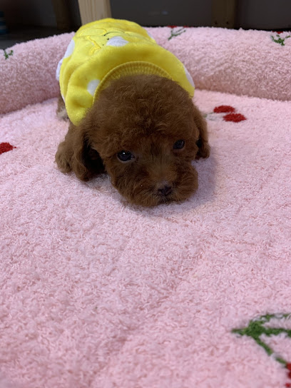 Misu Pet House 恋しい宠屋～