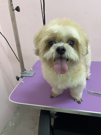 KW Pet shop hotel