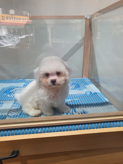VV pets house宠物