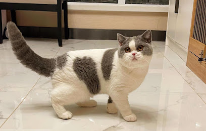 Kitty Cats My
