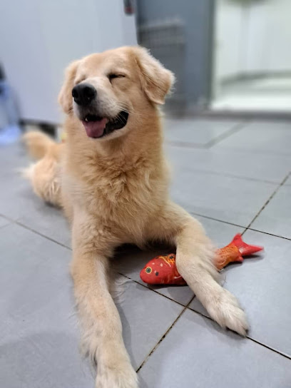 Xiao Q Mobile Pet Grooming