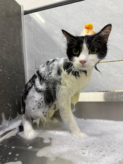 The Big Boss • Cat Centre