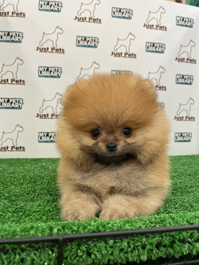 Just Pets - Puppies for Sale & Grooming Available