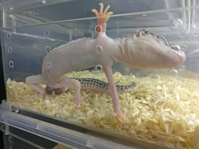 Exotic Pets Studio Malaysia